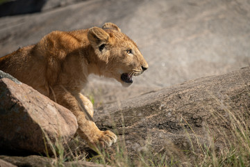 Close-up of lion cub sitting on rocks