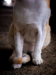 Yellow Cat with a Tail around Its Leg