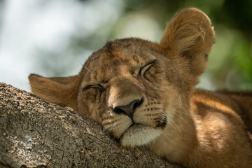 Close-up of lion cub sleeping on branch