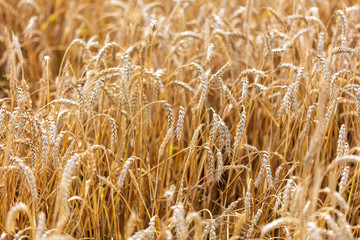Ripe ears of wheat grow on the nature