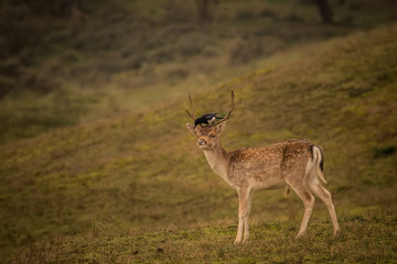 fallow deer in the forest with bird on her head
