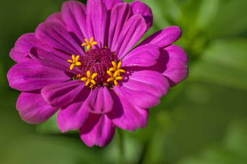 Obraz premium Magenta purple Zinnia elegans 'Benary's Giant Purple' flower portrait closeup, selective focus..July, Russia.