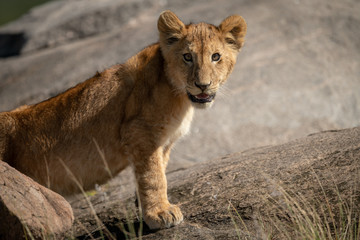 Fototapeta na wymiar Close-up of lion cub standing on kopje