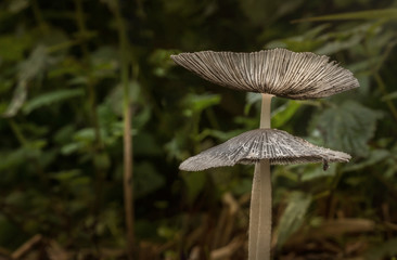  two mushrooms in the forest
