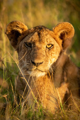 Close-up of lion cub staring at camera