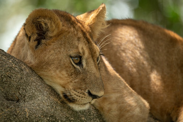 Close-up of lion cub staring in tree