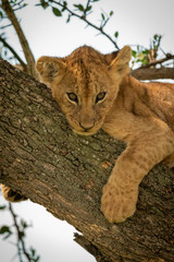 Close-up of lion cub straddling thick branch