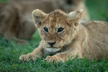 Fototapeta na wymiar Close-up of lion cub stretching on grass