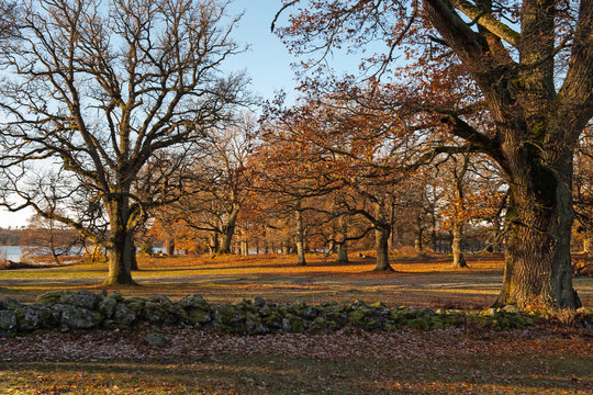 Autumn in Sweden
