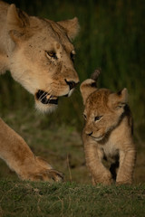 Close-up of lion cub walking past mother