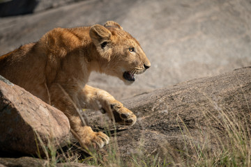 Close-up of lion cub walking on rocks