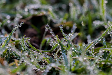 Morning freshness in the dew on grass