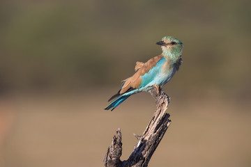 European Roller Perched on a branch
