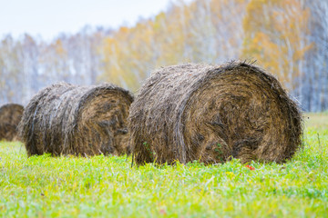 Haystack rolls on agriculture field landscape dark day before the rain. Selective focus.