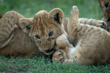 Close-up of lion cubs on grass playing