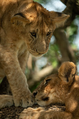 Close-up of lion cubs on tree branch