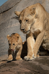 Close-up of lioness and cub looking down