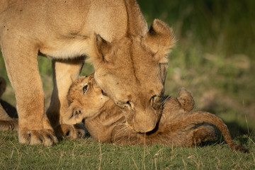 Obraz premium Close-up of lioness biting belly of cub