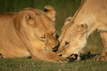 Close-up of lioness biting paw of another