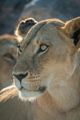Close-up of lioness face with another behind