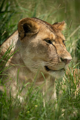 Close-up of lioness head in long grass