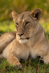 Close-up of lioness in grass looking left