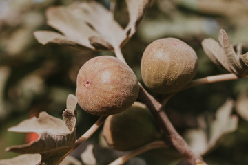 Two figs on a branch