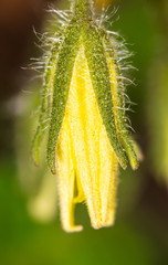 Yellow flower on a tomato plant