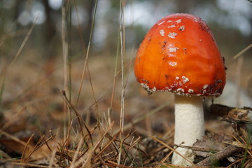 Fliegenpilz im Wald,roteKappe,keine Punkte,giftig Agaricomycetes, Amarrendia, Catatrama, Limacella, Limacellopsis, Saproamanita, Torrendia and Zhuliangomyces. 