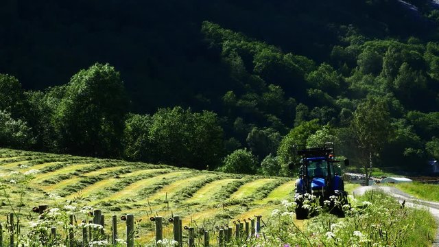 Farmer bails hay with blue tractor in a field with rows of mowed green grass, coming toward camera. Clip includes wild flowers, a bird, a road, and forest on mountain in background.