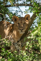 Close-up of lioness in tree looking out