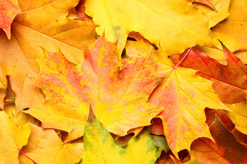 Fototapeta na wymiar Colorful autumn leaves as background, top view