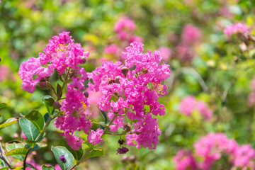 Obraz premium pink flowers in the garden
