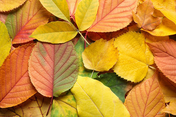 Pile of autumn leaves as background, top view