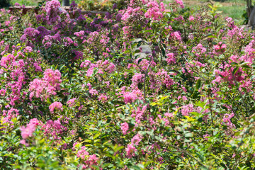 Obraz na płótnie Canvas Pink flowers in the garden
