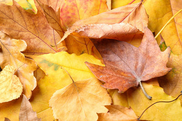 Naklejka na ściany i meble Pile of autumn leaves as background, top view
