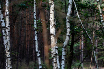 detail of mixed forest with birches and bushes