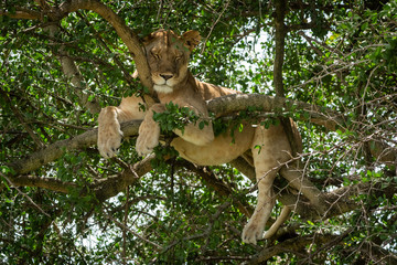 Close-up of lioness lying asleep in tree