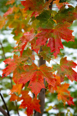 Beautiful branch with orange and yellow leaves in late fall or early winter under the snow.