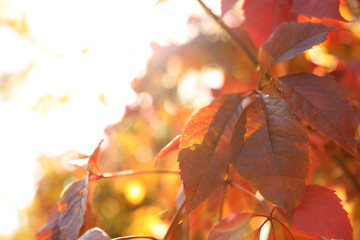 Tree branch with sunlit bright leaves in park, closeup. Autumn season