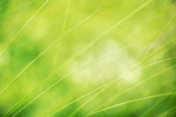 grüner funkelnder Hintergrund mit Gräsern