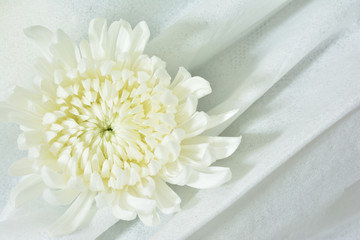 白い菊　