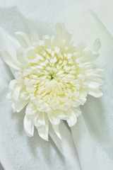 白い菊