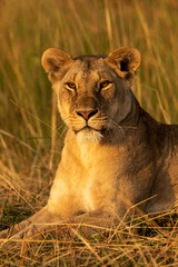 Close-up of lioness lying down in grass