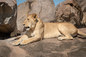 Close-up of lioness lying down on kopje