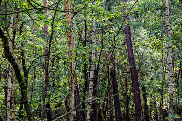 Fototapeta premium detail of mixed forest with birches and bushes