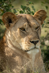 Close-up of lioness lying in tall grass