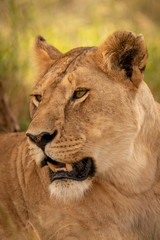 Close-up of lioness turning head in grass