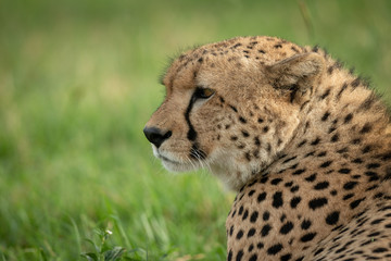 Close-up of male cheetah head and shoulders