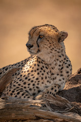 Close-up of male cheetah lying behind branch